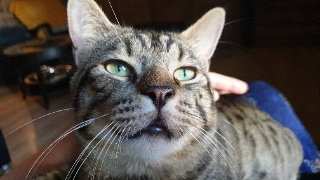 Photo de Simba
