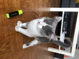 Yuki