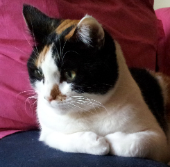 Poupoune