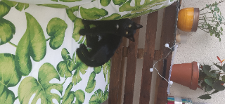 Mon bébé