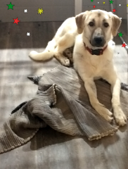Photo de Kanga