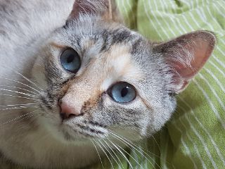 Maneki