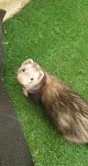 Sid