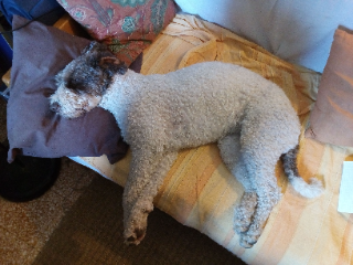 Pipa