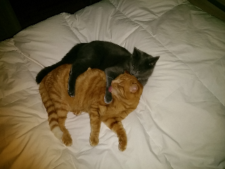 Caramel