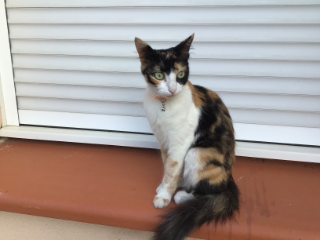 Myrtille