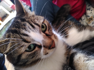 Lulu