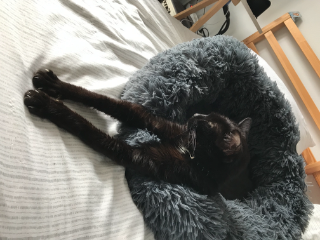 Minou