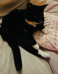 Mili