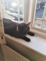 Blacky