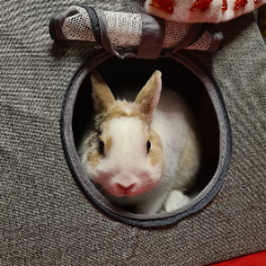 Cœurbie