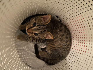 Simba
