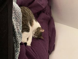 Oscar