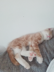 Photo de Minette