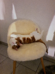 Photo de Caramel