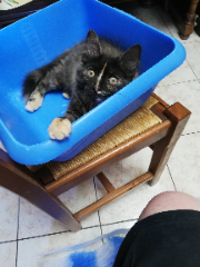 Chipie