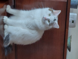 Sacha