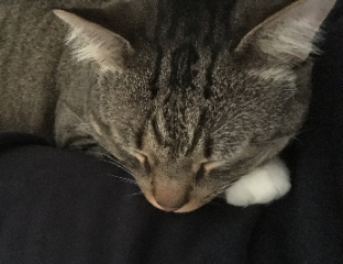 Photo de Tigrou