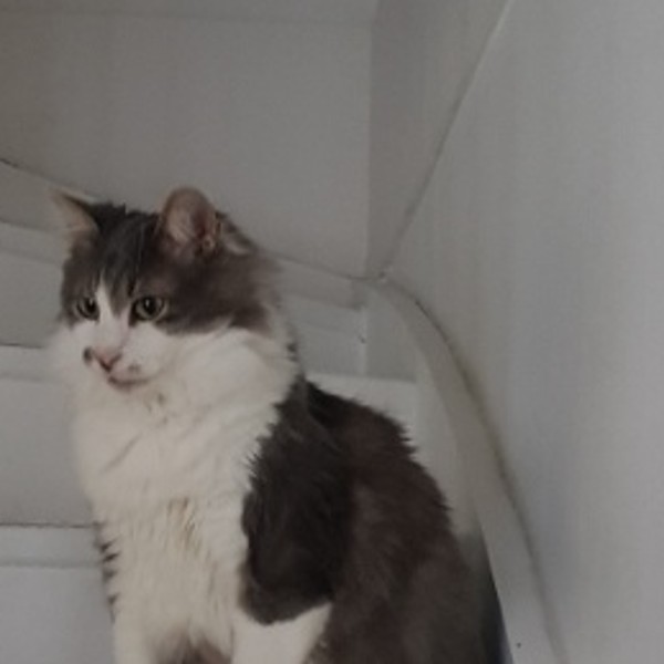 Riki