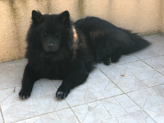 Photo de Shadow