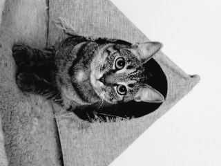 Photo de PIPPA