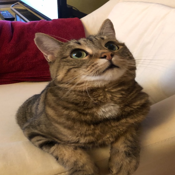SCAMPI