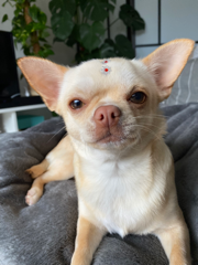 Photo de Sasha