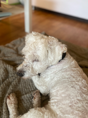 Photo de Filou