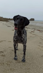 Klaus