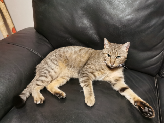 Photo de kitty