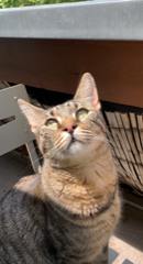 Sinaï