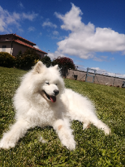 Nala