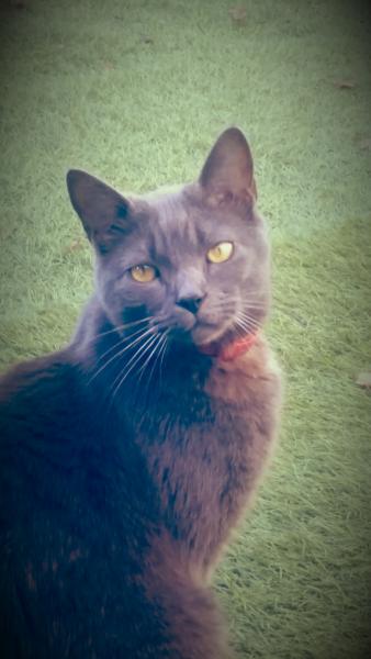 Photo de Mystique