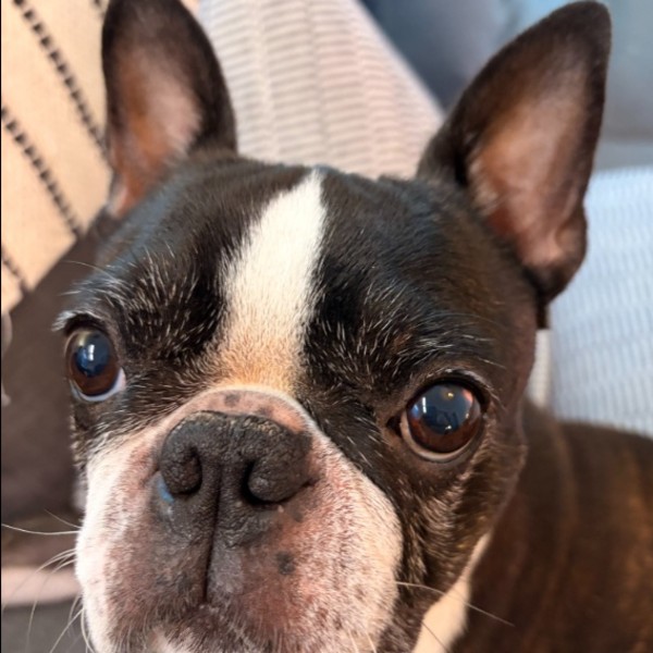 Oreo