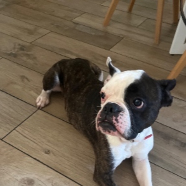 Photo de Marley