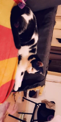 RASTA