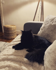 Photo de Noisette