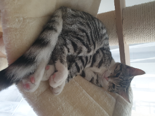 Photo de Loki