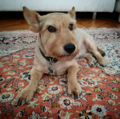 Photo de Spock