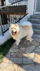 Photo de SHIRO