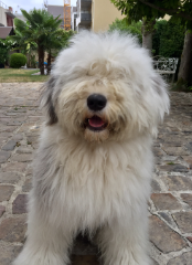 Photo de Lemon