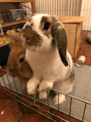 Photo de Pépite