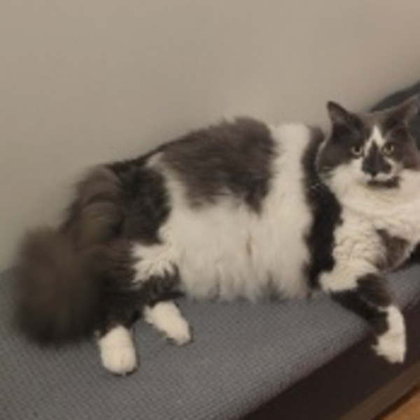 Photo de Rocket