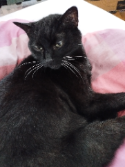 Photo de FIFI