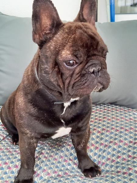 Samson