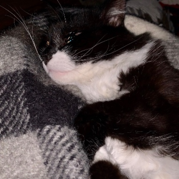 Mr Chat