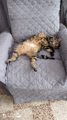 Photo de Nilla