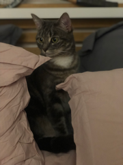 Suzie