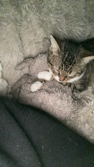 Mimi