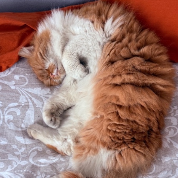 Sleepette
